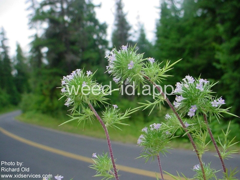 navarretia, needle-leaf